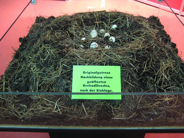 VIVARIUM Krokodil Artenschutz-Ausstellung8.JPG
